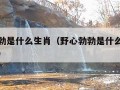 野心勃勃是什么生肖（野心勃勃是什么生肖最佳答案）