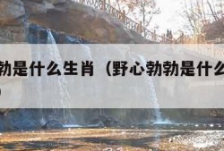 野心勃勃是什么生肖（野心勃勃是什么生肖最佳答案）
