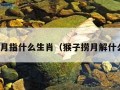 猴子捞月指什么生肖（猴子捞月解什么生肖）