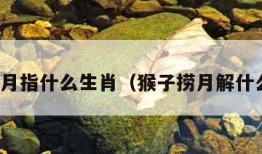 猴子捞月指什么生肖（猴子捞月解什么生肖）